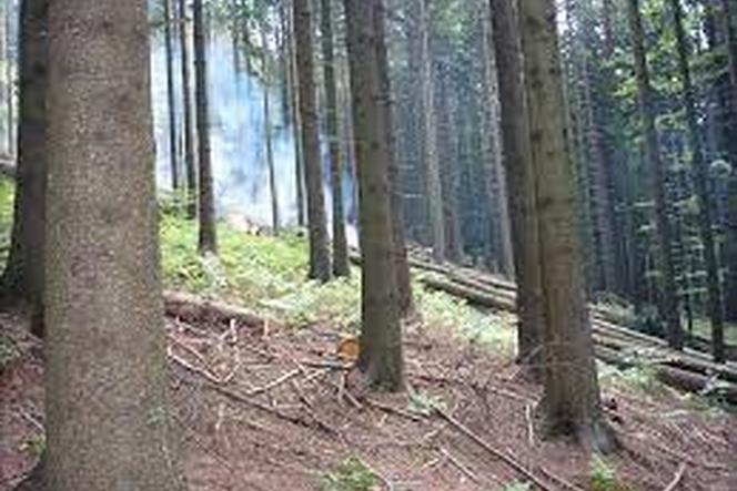 Ponad 300 drzew zostanie wyciętych w gminie Zabierzów