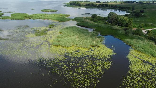 Jezioro Dąbie i śnięte ryby 