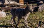 W łódzkim zoo zamieszkały koziorożce syberyjskie