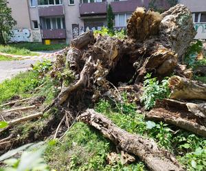 Wielkie drzewo runęło im na blok. „Widziałam, jak na mnie leci!”