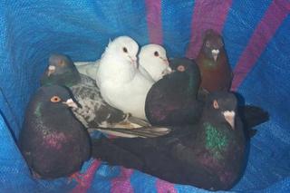 Żyrów: Kradli gołębie i chowali je w worki. Dzięki ptakom polecą do więzienia!