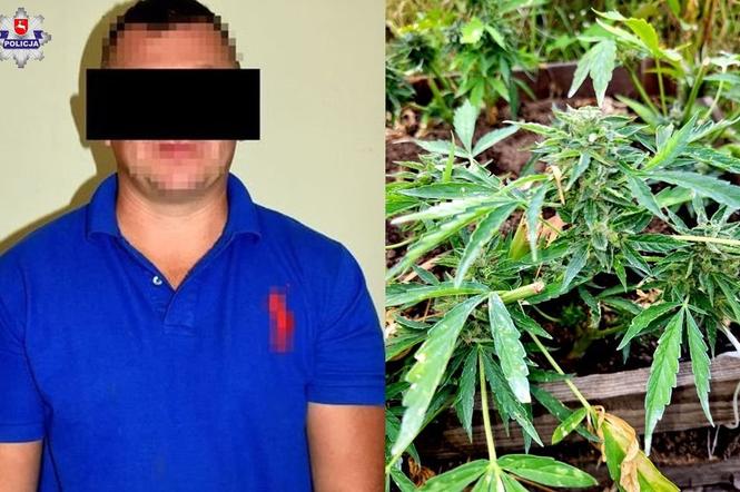 Lubelskie: Policjanci zaskoczyli go podczas żniw. 35-latek nie zdążył zebrać marihuany 
