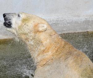 Niedźwiedzie polarne z Warszawskiego ZOO