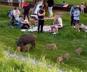 Zobaczcie tylko, co oni robią! Nagranie znad Wisły niesie się po sieci. Chwile grozy podczas rodzinnego pikniku