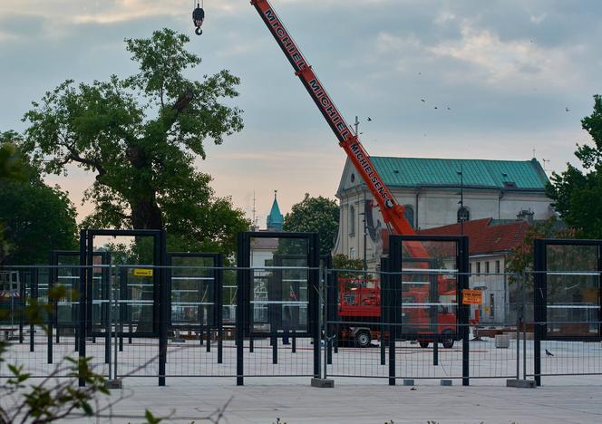 Baobab został wycięty