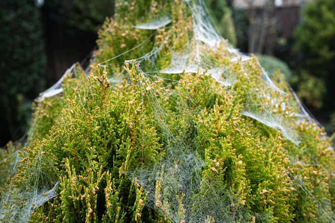 Pajęczyny na iglakach