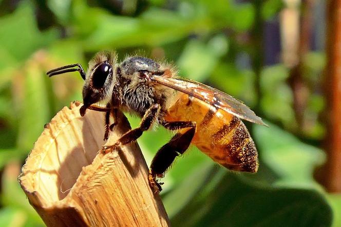 Trwa akcja Ratujmy Pszczoły