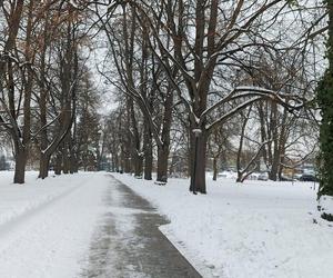 Zamojski Park pod śniegiem