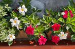 Dipladenia, mandevilla