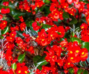 Begonia