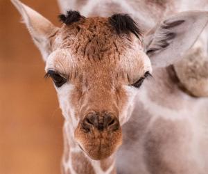 Mała żyrafa w zoo we Wrocławiu. Zobacz, jak poradziła sobie na swojej pierwszej sesji. Prawdziwy słodziak! 