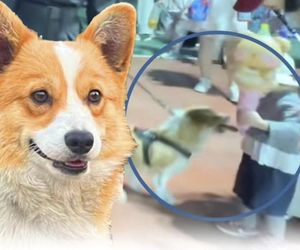 Chiński pies policyjny rasy corgi podbija internet. Ukradł dziecku kiełbasę
