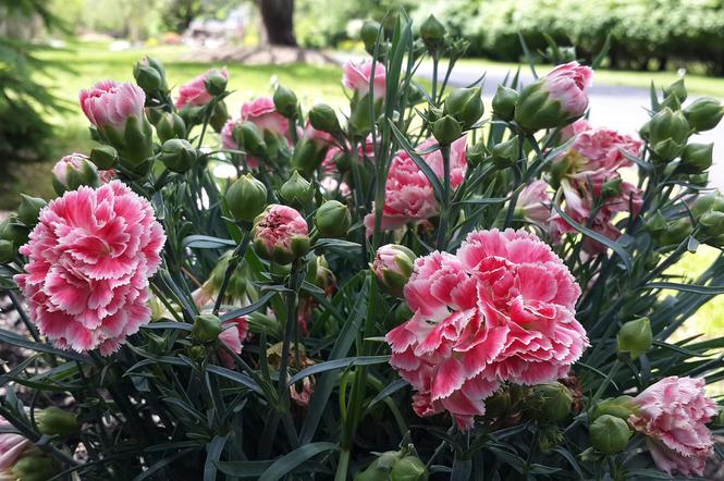 Goździki. Najpiękniejsze kwiaty na balkon i do ogrodu. Jak sadzić, uprawiać i pielęgnować aby kwitły jak najdłużej?