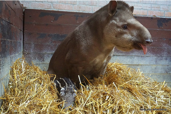 Mała Sara z wrocławskiego zoo