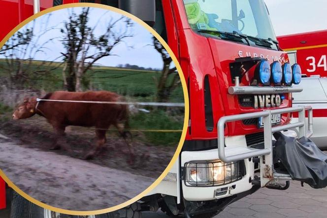 Stado byków uciekło z gospodarstwa, łapali je strażacy. Jedna osoba trafiła do szpitala