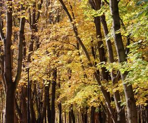 Park Miejski, Starachowice