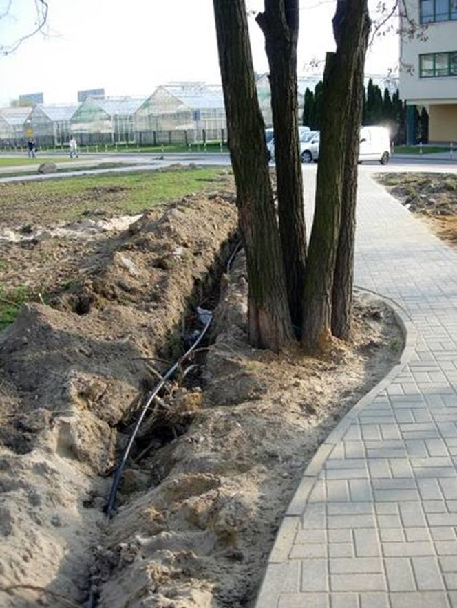 Uszkodzenia drzew. Ochrona drzew w mieście, praktyczne sposoby zabezpieczenia drzew na budowie