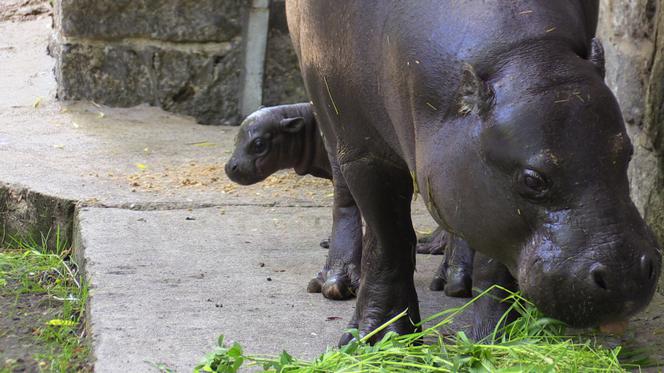 Hipopotam karłowaty z wrocławskiego zoo