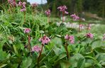 Bergenia sercowata