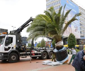 Palmy oficjalnie wróciły na katowicki Rynek. Witamy ponownie w Las Palmas de Katowice