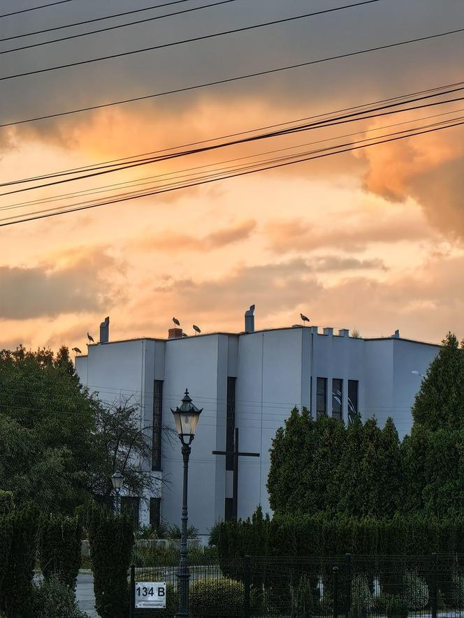 Bociany z Żor już gotowe do drogi. Grupują się, by wspólnie wylecieć do ciepłych krajów