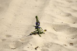 To miejsce jest uznawane za prawdziwy cud natury. Znajduje się godzinę drogi z Krakowa 