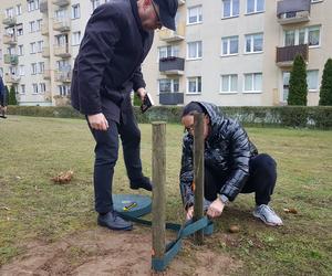 Gorzów: Na Piaskach seniorzy posadzili 15 dębów szypółkowych