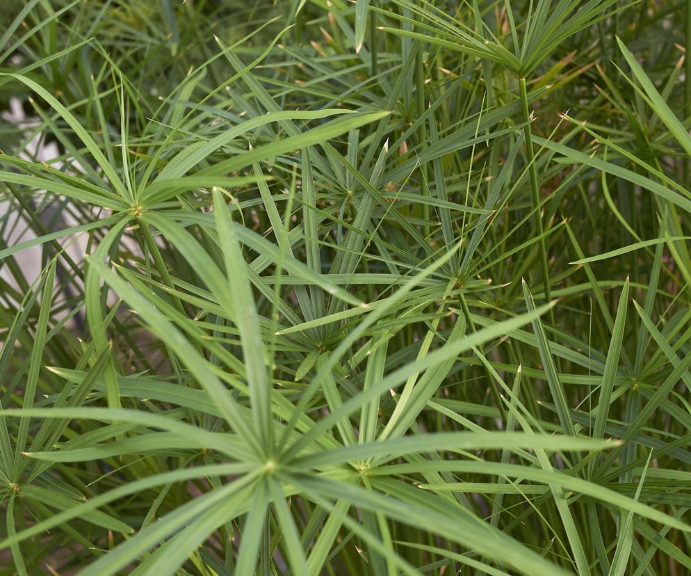 Cibora zmienna (papirus)