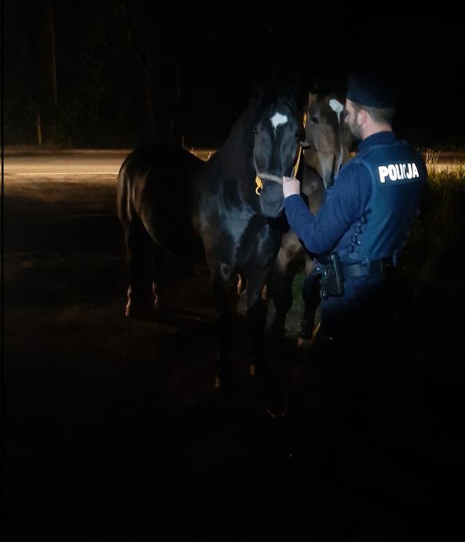 Niecodzienna akcja policjantów z Rypina. Nocne wezwanie do... biegających koni!