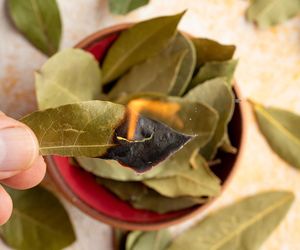 Każdego dnia podpalam kilka liści laurowych. Odkąd to robię, wszystko mi się udaje. Te naturalne kadzidła mają magiczną moc