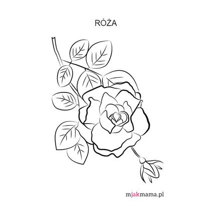 Róża 
