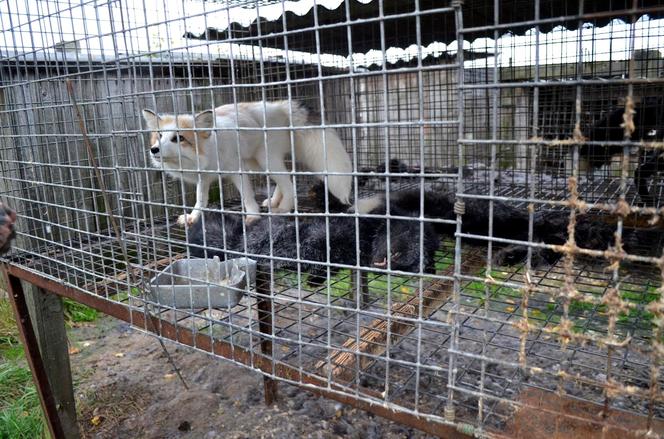 Horror na fermie lisów pod Krotoszynem. Zwierzęta zjadały siebie nawzajem, część zabito prądem