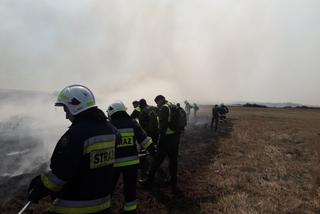 Biebrzański Park Narodowy: Ogromny pożar 2020 - zdjęcia Internautów