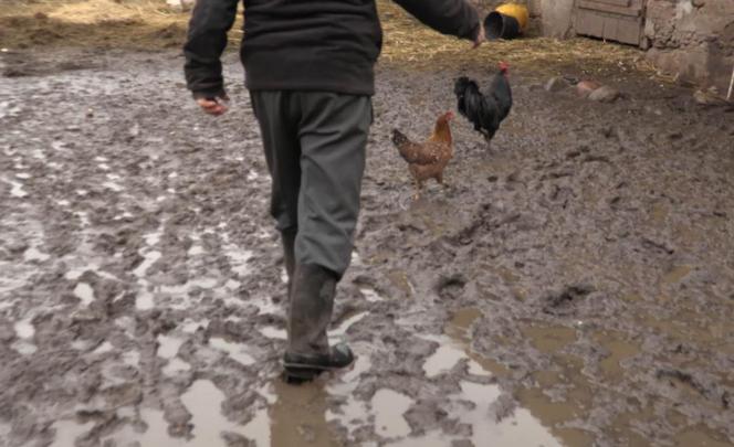 Rolnicy. Podlasie. Gorąco w Plutyczach. Gienek i Sławek próbowali zagonić cielaki do obory