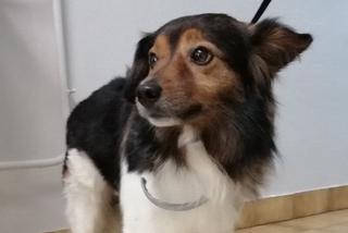 O psie, który jeździł koleją... z Rzeszowa do Krakowa. Znamy zakończenie tej historii!