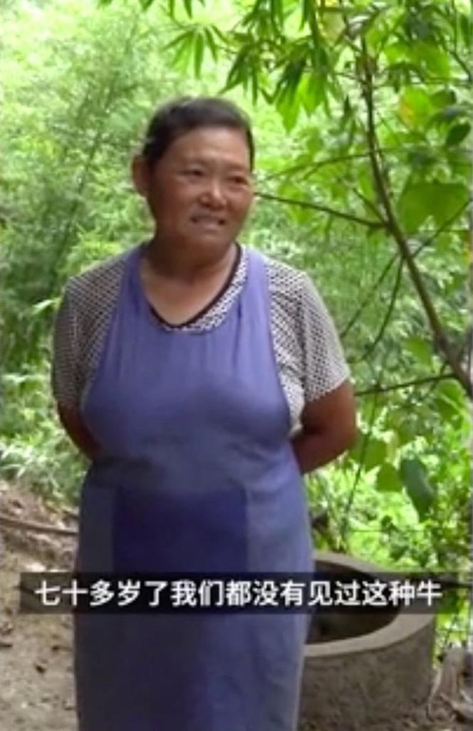 Cielę z dwiema głowami