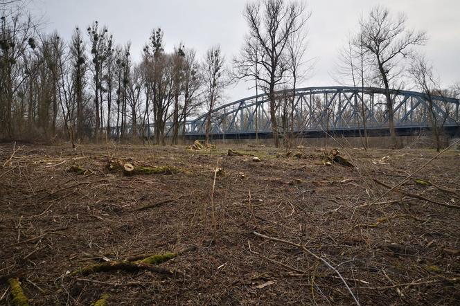 Zielone Kujawy odwołują się od decyzji RDOŚ. Kępę Bazarową zniszczono w większym zakresie?