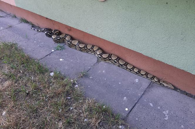 Zwierzę przewieziono do Snake Zoo, gdzie oczekuje na swojego właściciela