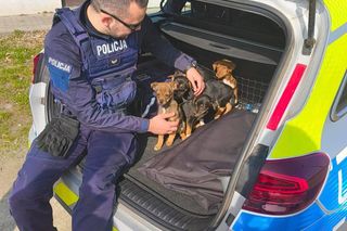 Szczeniaki porzucone na polu niedaleko Jarocina