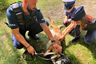 7-letni bohater w toruńskiej policji