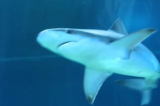 Światowy Dzień Rekina w łódzkim Orientarium. Zobacz wideo!
