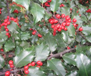 Ostrokrzew kolczasty - Ilex aquifolium