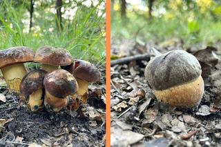 Wysyp grzybów w dolnośląskich lasach. Piękne okazy są m.in. w Górach Sowich 