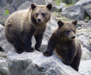 Niedźwiedzie przychodzą  w te miejsca szukać żywności. Leśnicy ostrzegają turystów