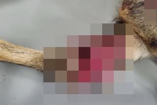 Kosiarka zmasakrowała małe sarenki. Zwierzęta konały w męczarniach