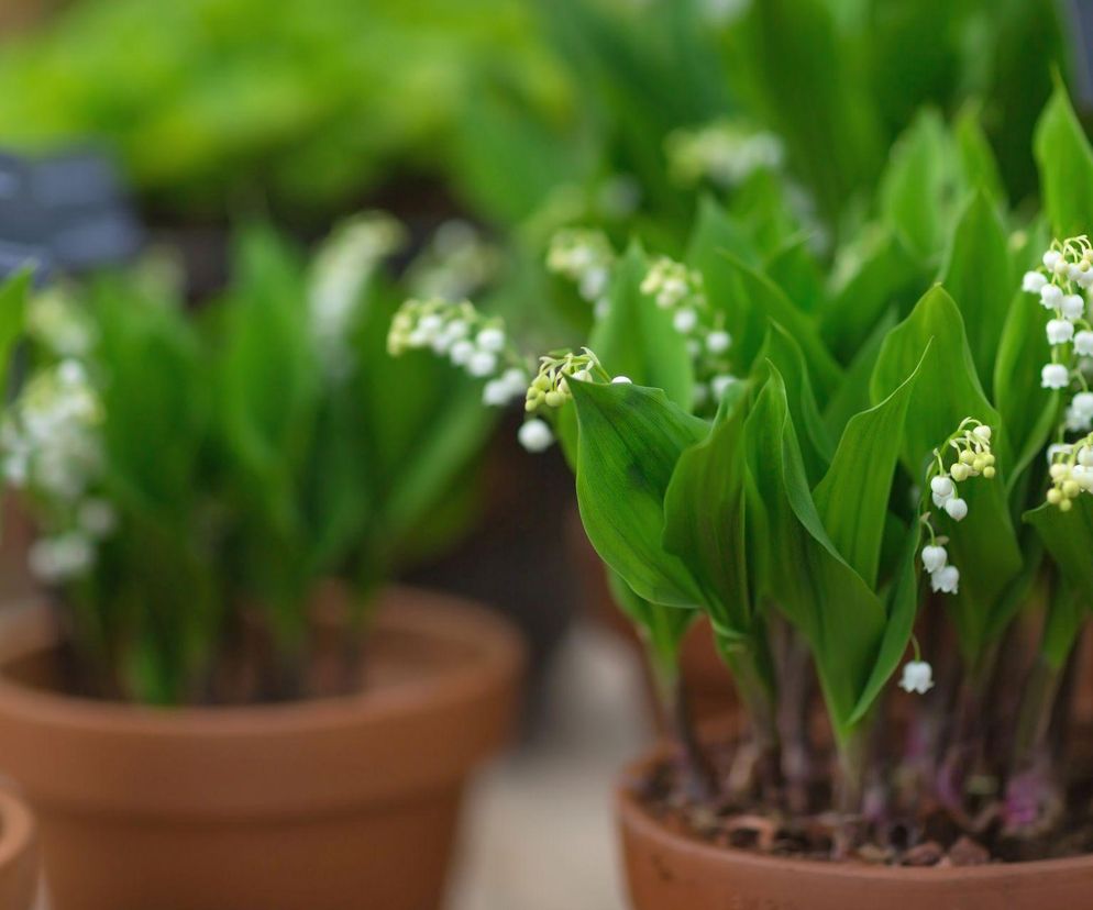 Oto sposób na kwitnące konwalie zimą!