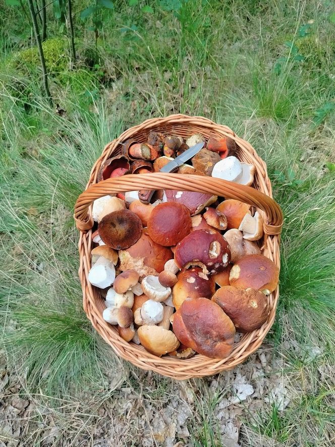 Wysyp grzybów w woj. świętokrzyskim. „Rosną jak na drożdżach”.