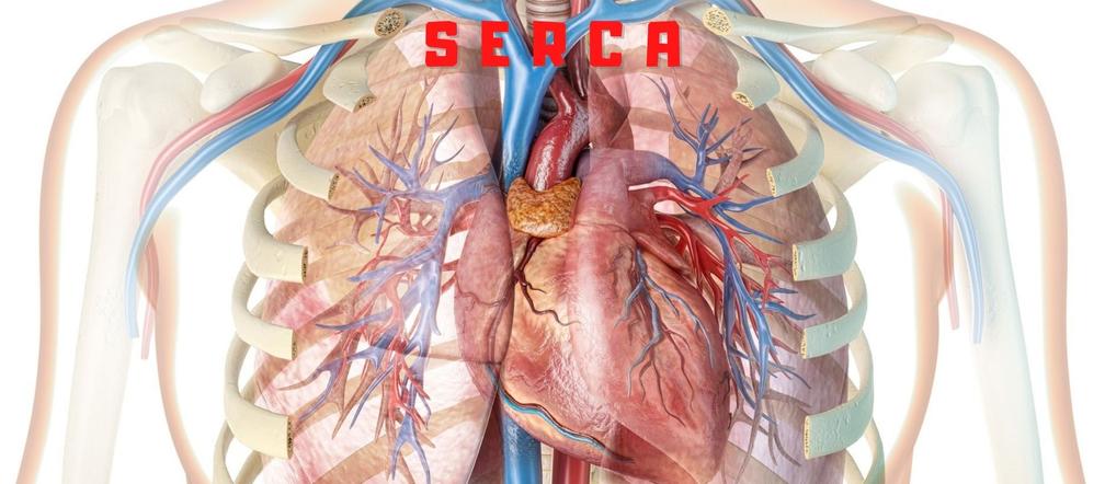 Anatomia ludzkiego serca