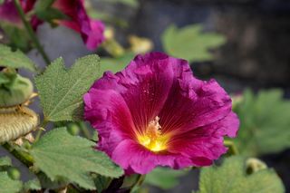 Te kwiaty hodowała moja babcia w PRL-u, a teraz robię to ja. Czerwiec to najlepsza pora na sadzenie malwy! Kroję chleb i zalewam go wodą! Odżywka do malwy