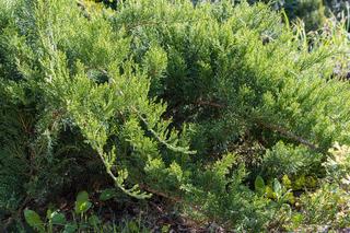 Jałowiec sabiński 'Tamariscifolia' - Juniperus sabina 'Tamariscifolia'